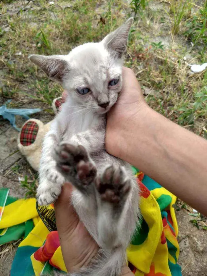 Gato ra a SEM RAÇA DEFINIDA.  idade 2 a 6 meses nome SEM NOME.