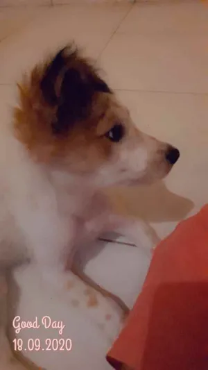 Cachorro raça Mistura idade 2 a 6 meses nome Daenne (lê Dene)