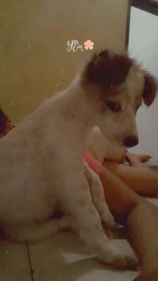 Cachorro raça Mistura idade 2 a 6 meses nome Daenne (lê Dene)