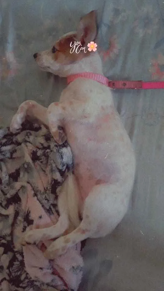 Cachorro raça Mistura idade 2 a 6 meses nome Daenne (lê Dene)