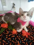 Ticy
