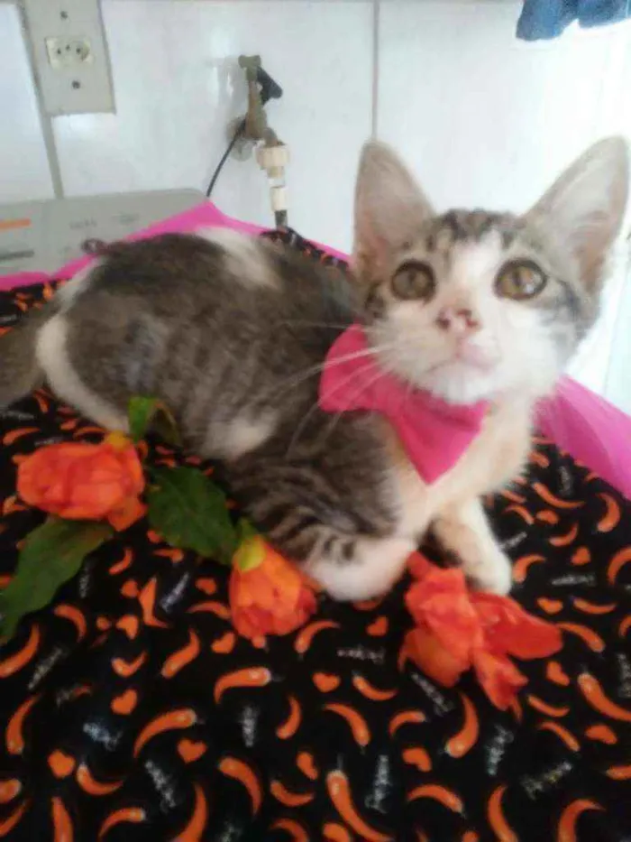 Gato ra a Comum idade  nome Ticy
