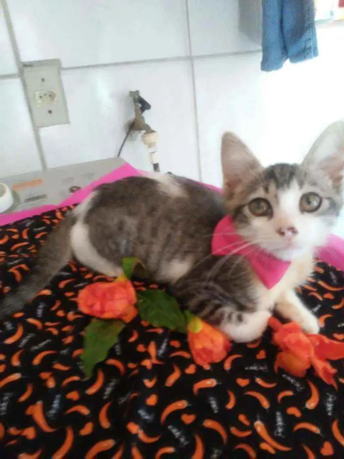 Gato ra a Comum idade  nome Ticy