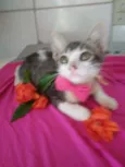Ticy