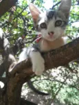 Ticy