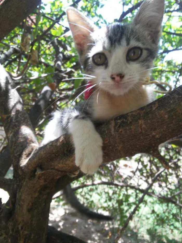 Gato ra a Comum idade  nome Ticy