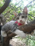 Ticy