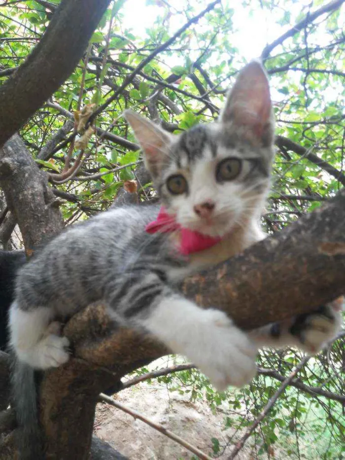 Gato ra a Comum idade  nome Ticy