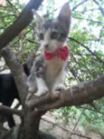 Ticy