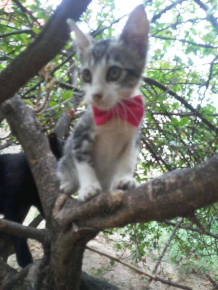 Gato ra a Comum idade  nome Ticy