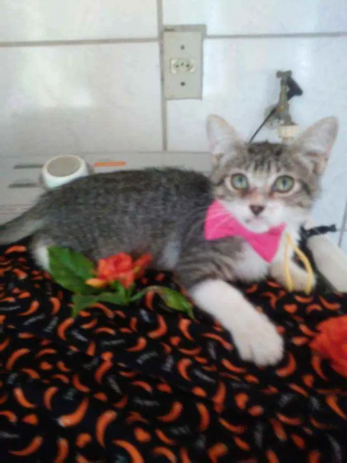 Gato ra a Comum idade 2 a 6 meses nome Lindinha
