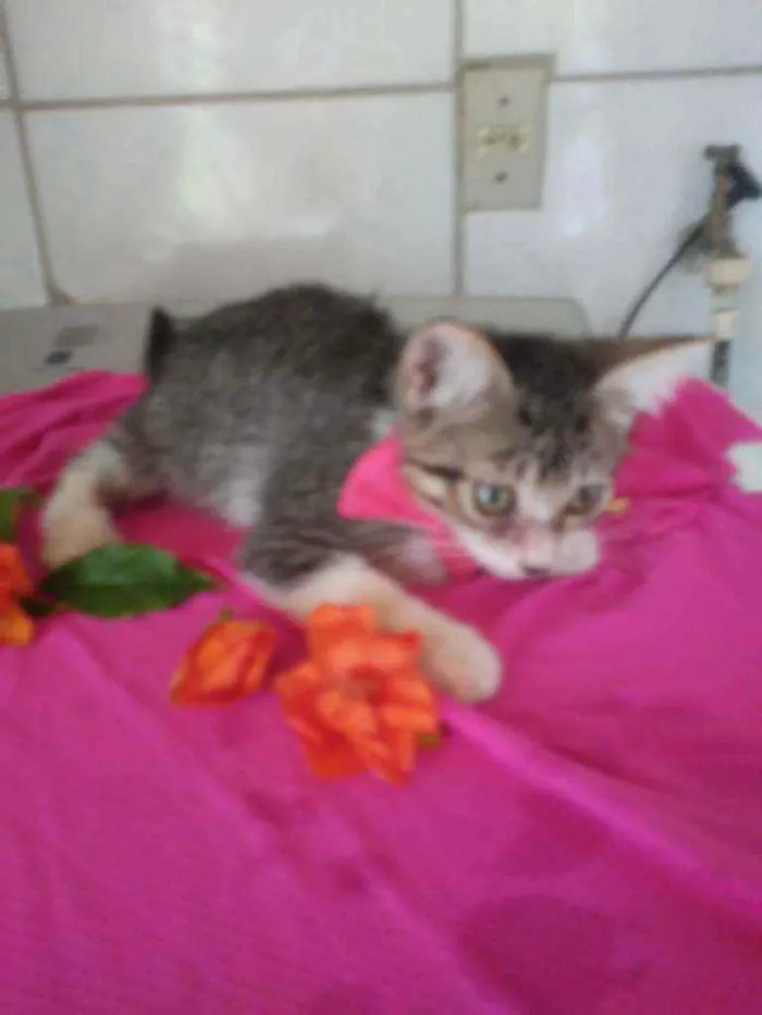 Gato ra a Comum idade 2 a 6 meses nome Lindinha