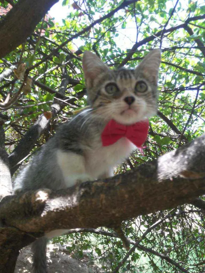 Gato ra a Comum idade 2 a 6 meses nome Lindinha