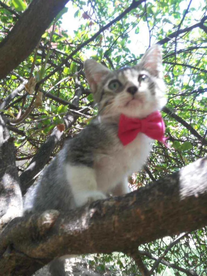 Gato ra a Comum idade 2 a 6 meses nome Lindinha
