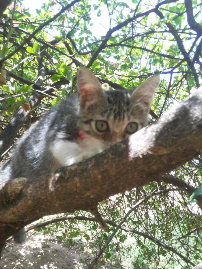 Gato ra a Comum idade 2 a 6 meses nome Lindinha