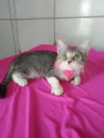 Lindinha
