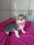 Lindinha