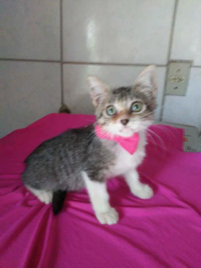 Gato ra a Comum idade 2 a 6 meses nome Lindinha