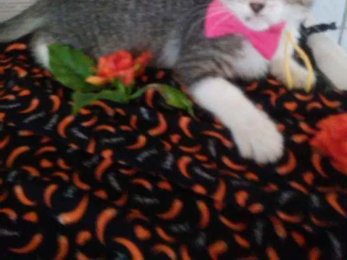 Gato ra a Comum idade 2 a 6 meses nome Lindinha