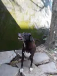 Fofa