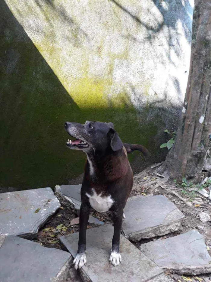 Cachorro raça Vira-lata idade 6 ou mais anos nome Fofa