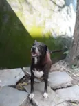 Fofa