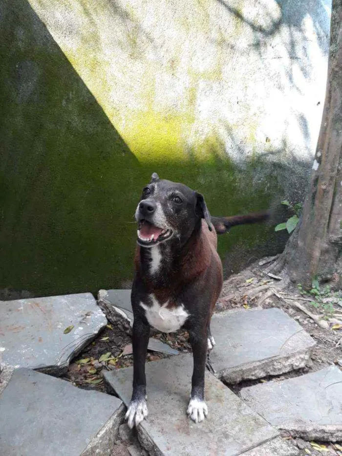 Cachorro raça Vira-lata idade 6 ou mais anos nome Fofa
