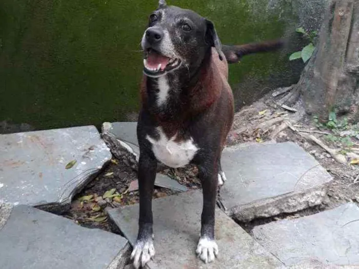 Cachorro raça Vira-lata idade 6 ou mais anos nome Fofa