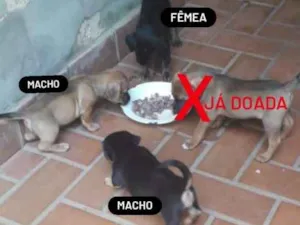 Cachorro raça SRD-ViraLata idade Abaixo de 2 meses nome Filhotes