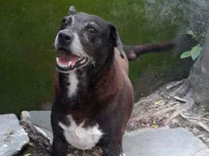 Cachorro raça Vira-lata idade 6 ou mais anos nome Fofa