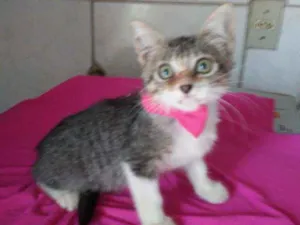 Gato raça Comum idade 2 a 6 meses nome Lindinha