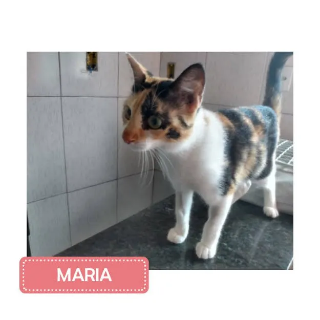 Gato ra a SRD-ViraLata idade 7 a 11 meses nome Maria