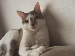 Gato raça Sem raça  idade 7 a 11 meses nome Freddie