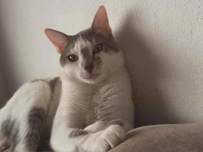 Gato ra a Sem raça  idade 7 a 11 meses nome Freddie