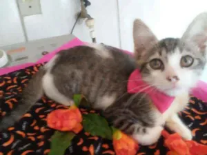 Gato raça Comum idade  nome Ticy