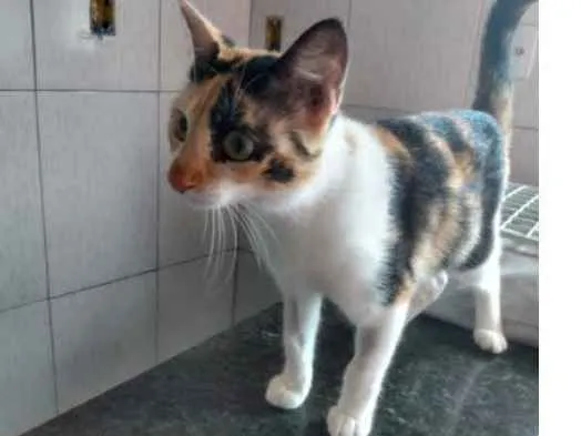 Gato ra a SRD-ViraLata idade 7 a 11 meses nome Maria