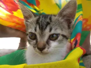 Gato raça SEM RAÇA DEFINIDA.  idade 2 a 6 meses nome SEM NOME.