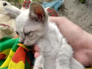 Gato raça SEM RAÇA DEFINIDA.  idade 2 a 6 meses nome SEM NOME.