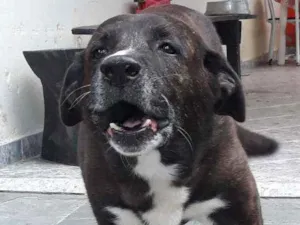 Cachorro raça Pastor Belga com Labrador idade 6 ou mais anos nome Zeus