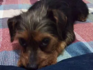 Cachorro raça SRD-ViraLata idade  nome Arok
