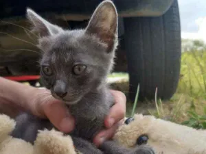 Gato raça SEM RAÇA DEFINIDA.  idade 2 a 6 meses nome SEM NOME.