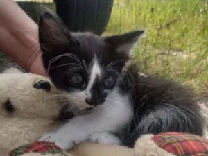 Gato raça SEM RAÇA DEFINIDA.  idade 2 a 6 meses nome SEM NOME.