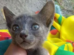 Gato raça SEM RAÇA DEFINIDA.  idade 2 a 6 meses nome SEM NOME.