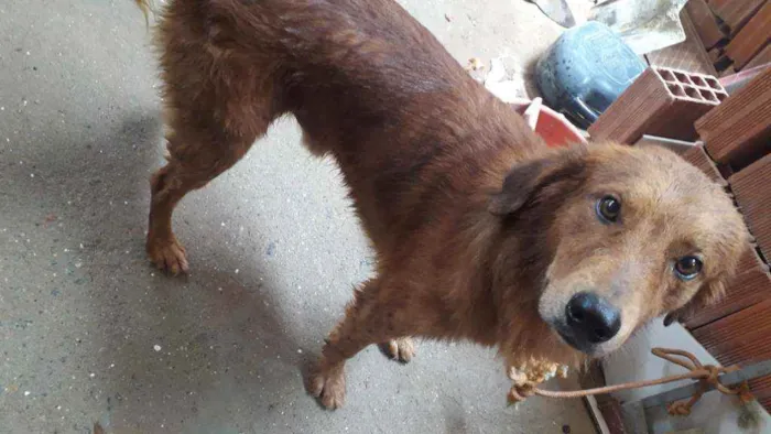 Cachorro ra a setter irlandês idade 2 anos nome Lupe