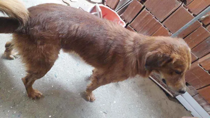 Cachorro ra a setter irlandês idade 2 anos nome Lupe