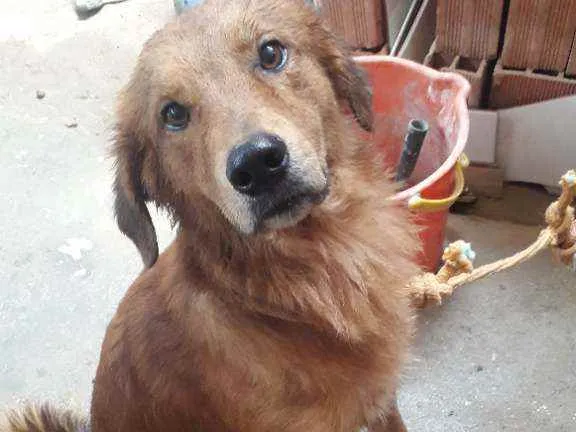 Cachorro ra a setter irlandês idade 2 anos nome Lupe