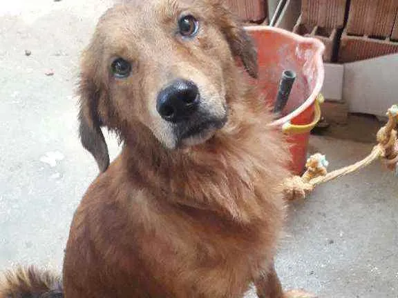 Cachorro ra a setter irlandês idade 2 anos nome Lupe