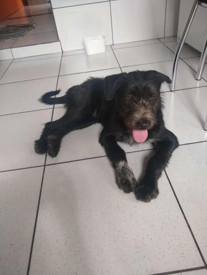 Cachorro ra a  idade 7 a 11 meses nome Tyson