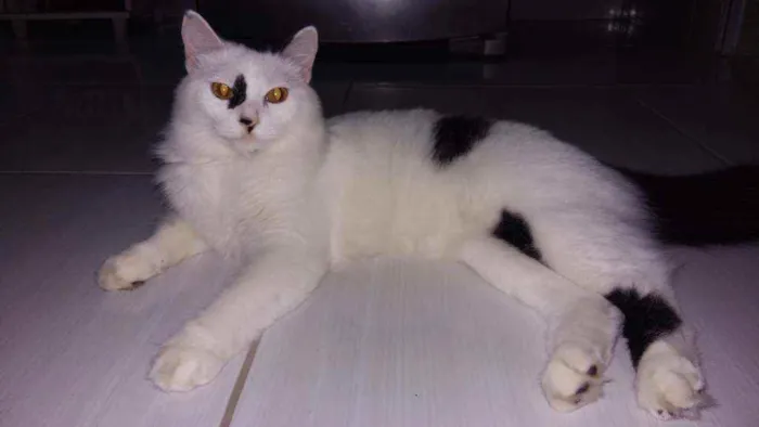 Gato ra a Angorá idade 5 anos nome Amora 