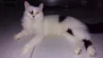 Amora